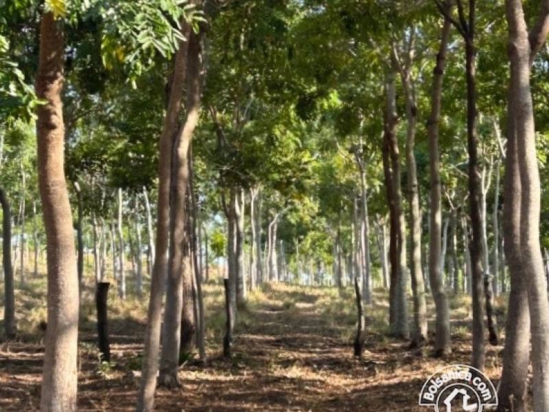 Venta de Finca Forestal, Villa El Carmen