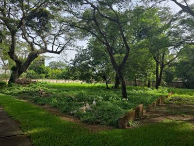 Terreno en venta en Santo Domingo, Managua