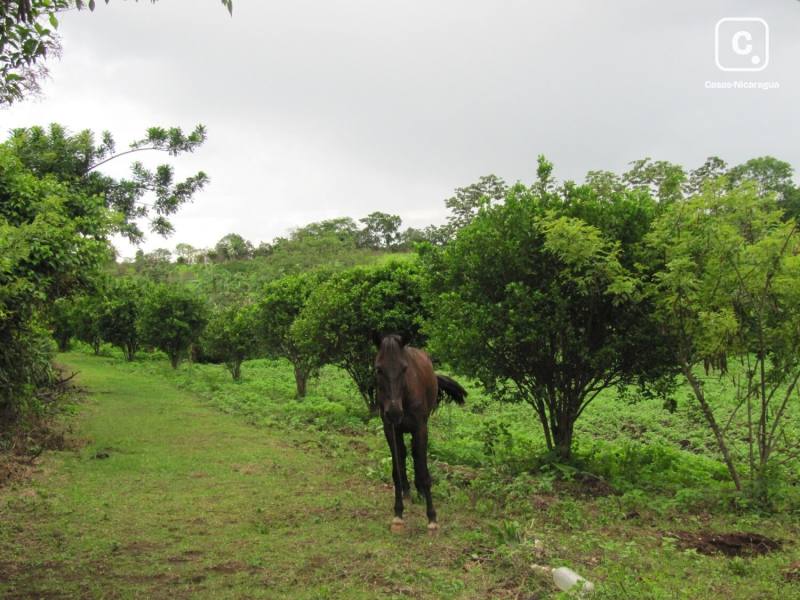 Farm for sale in Carazo – 8 sq varas