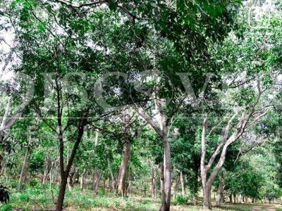 Terreno en venta en Carretera Vieja a León, Managua – 400,000 varas²