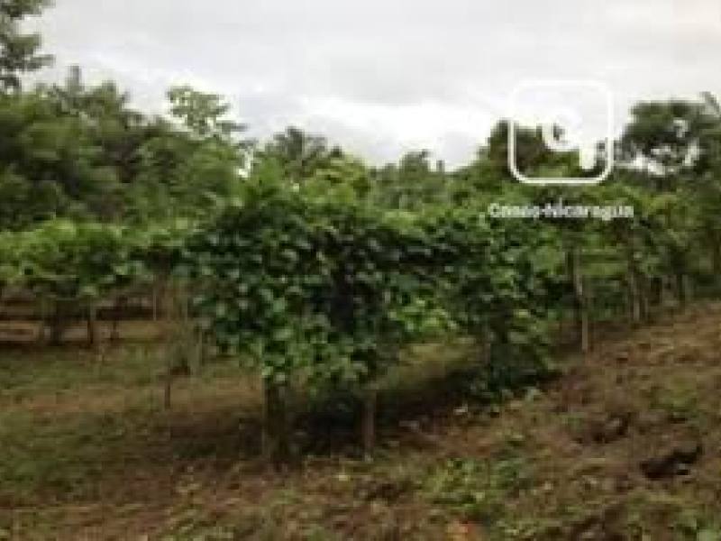 Farm for sale in Niquinohomo, Masaya – 2 beds, 27,948 m²