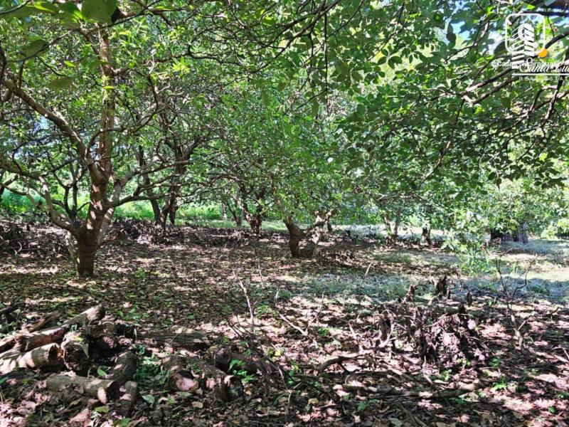Casa en venta en Carretera Sur, Managua – 8,381 m²
