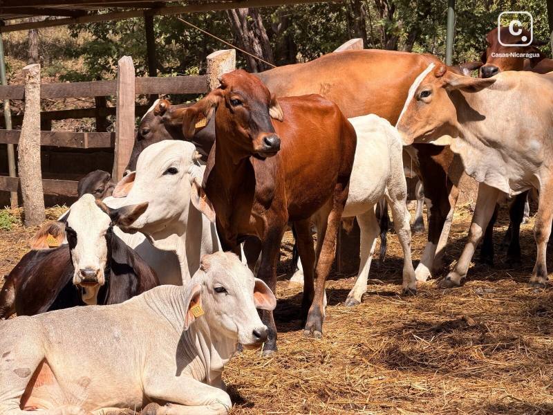 Farm for sale in Diriamba, Carazo – 80 m²
