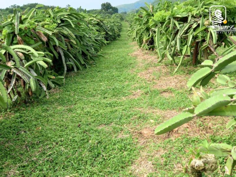 Terreno en venta en Carretera Sur, Managua