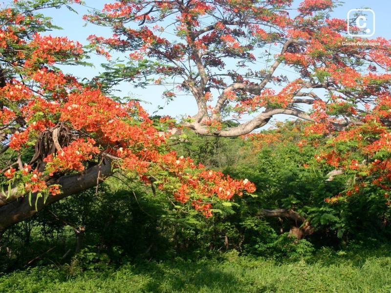 Lot for sale in San Juan del Sur, Rivas – 424,920 m²