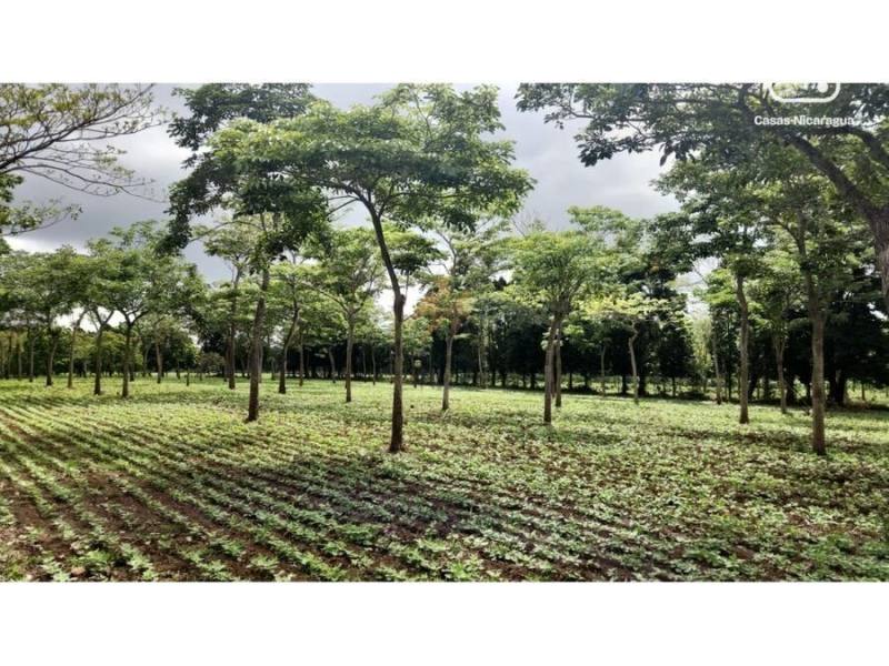 Farm for sale in Masatepe, Masaya – 84 m²