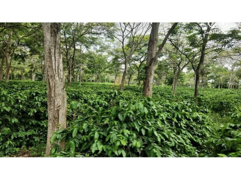 Finca en venta en Masatepe, Masaya – 84 hectáreas