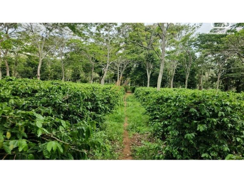 Finca en venta en Masatepe, Masaya – 84 hectáreas