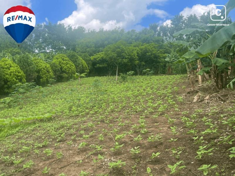 Farm for sale in Carretera Vieja a León, Managua – 9,725 varas²