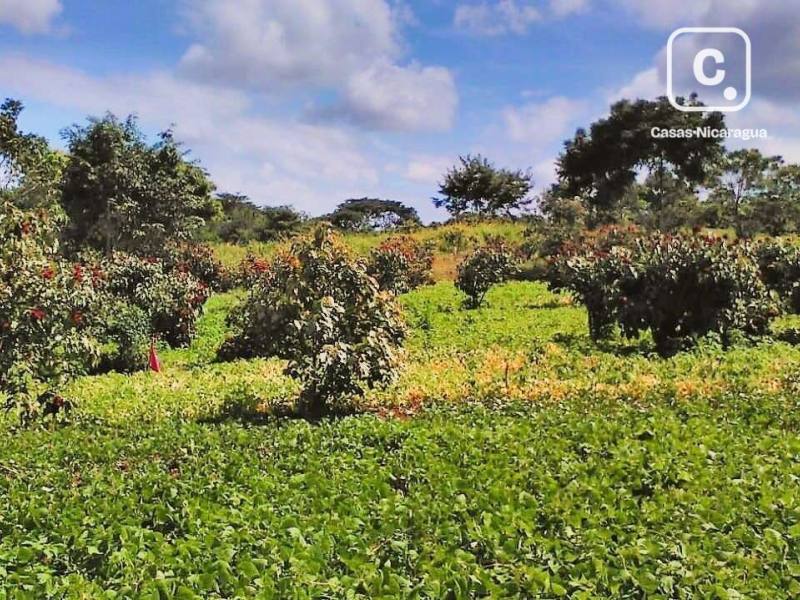 Farm for sale in Nindirí, Masaya – 139,740 m²