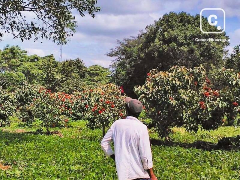 Farm for sale in Nindirí, Masaya – 139,740 m²