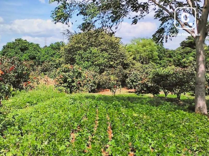 Finca en venta en Nindirí, Masaya – 139,740 m², US$ 144,000