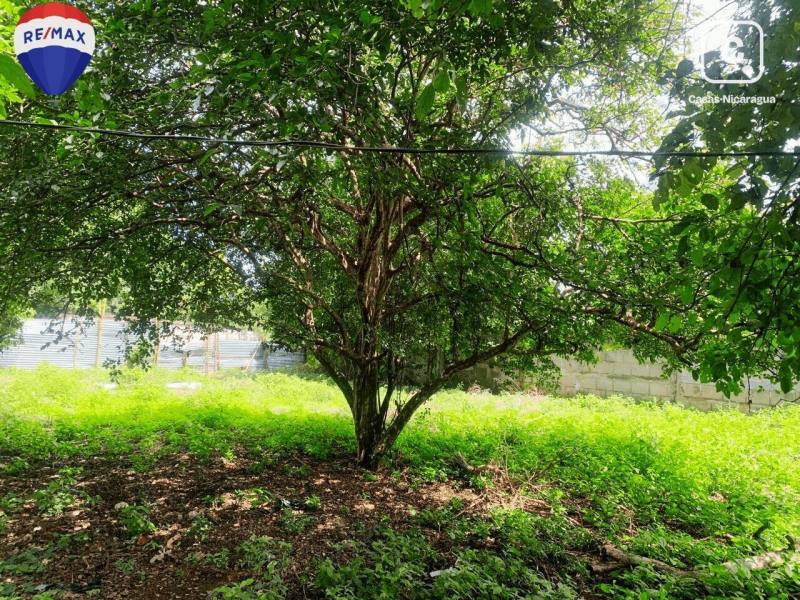 Lot for sale in Colonia Managua, Managua – 704 m²