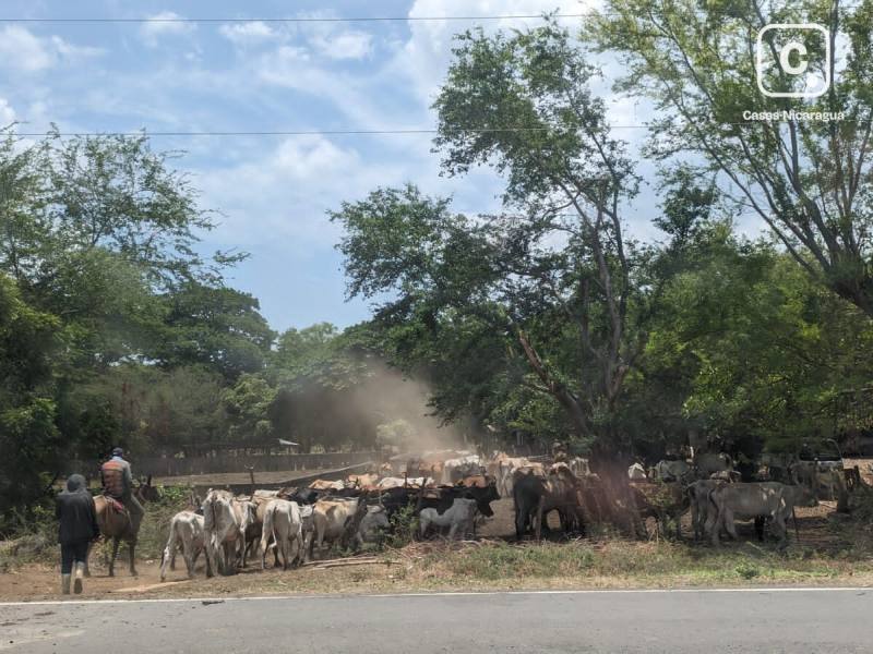Farm for sale in Matagalpa – 237,558 m²