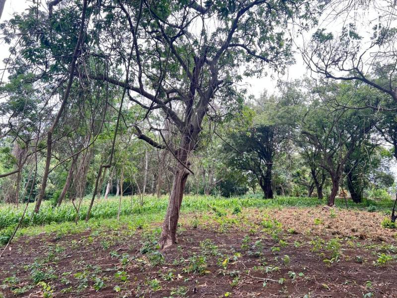 Local comercial en venta en Diriamba, Carazo – 433,528 varas²