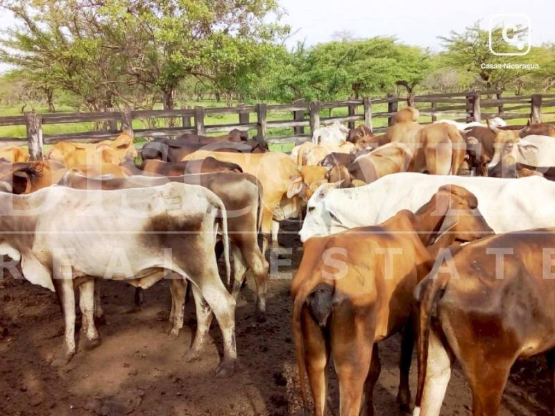 Farm for sale in Carretera Vieja a León, Managua – 1,082,985 m²