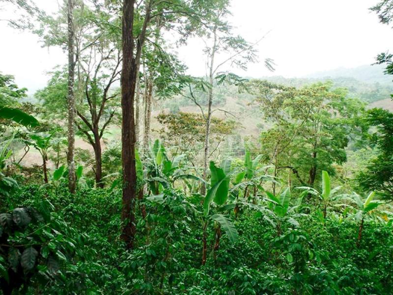 Finca en venta en Jinotega – 10 hab, 350,000 varas²