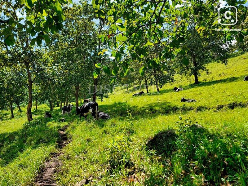 Terreno en venta en Jinotega – 790,000 varas²