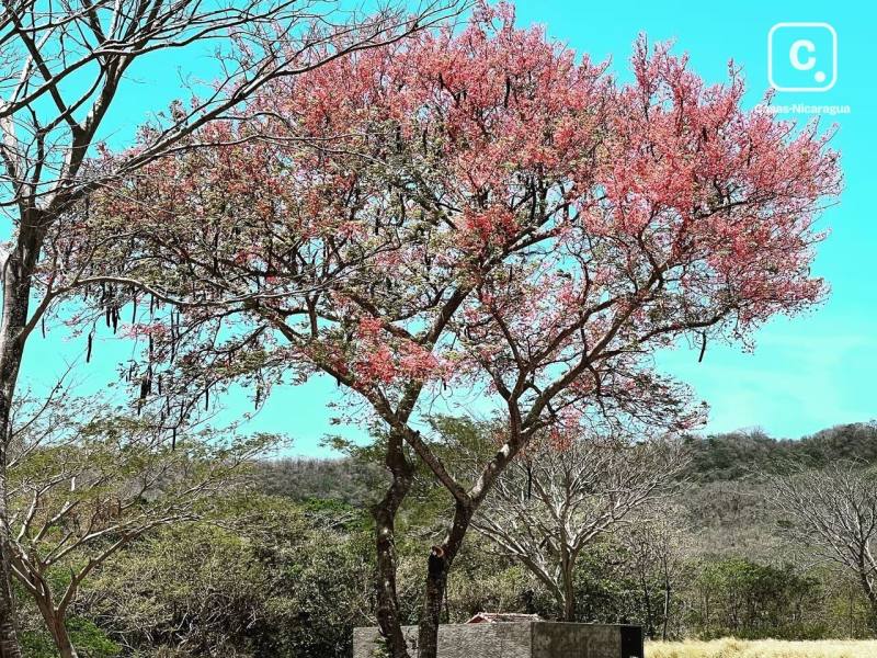 Finca en alquiler en San Juan del Sur, Rivas – 1 hab, US$ 550/mes