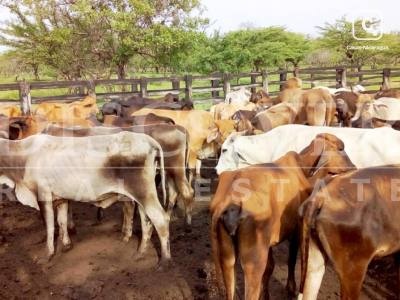 Finca en venta en Carretera Vieja a León, Managua – 1,550,000 varas²
