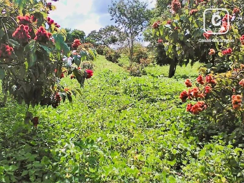 Finca en venta en Nindirí, Masaya – 139,740 m², US$ 144,000