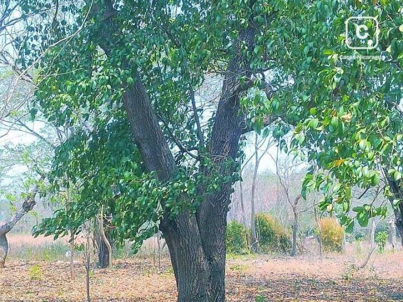 Bodega en venta en Nindirí, Masaya – 5,092 varas²