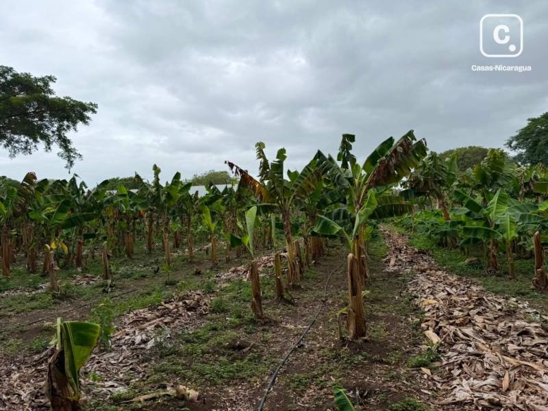 Terreno en venta en Veracruz, Managua – 42,618 varas²