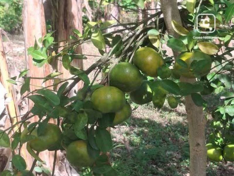 Finca en venta en Masatepe, Masaya – 90,181 varas²