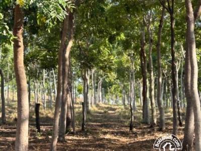 Venta de Finca Forestal, Villa El Carmen