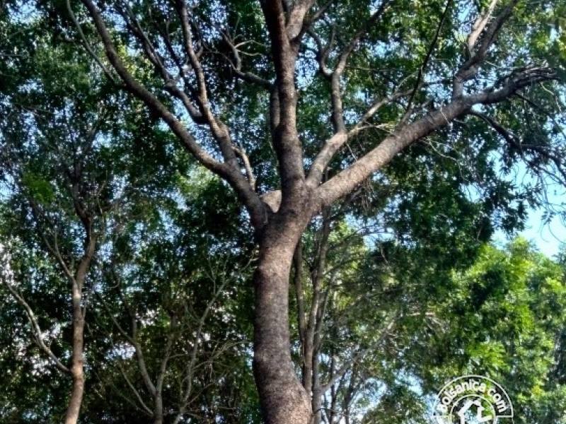 Venta de Finca Forestal, Villa El Carmen