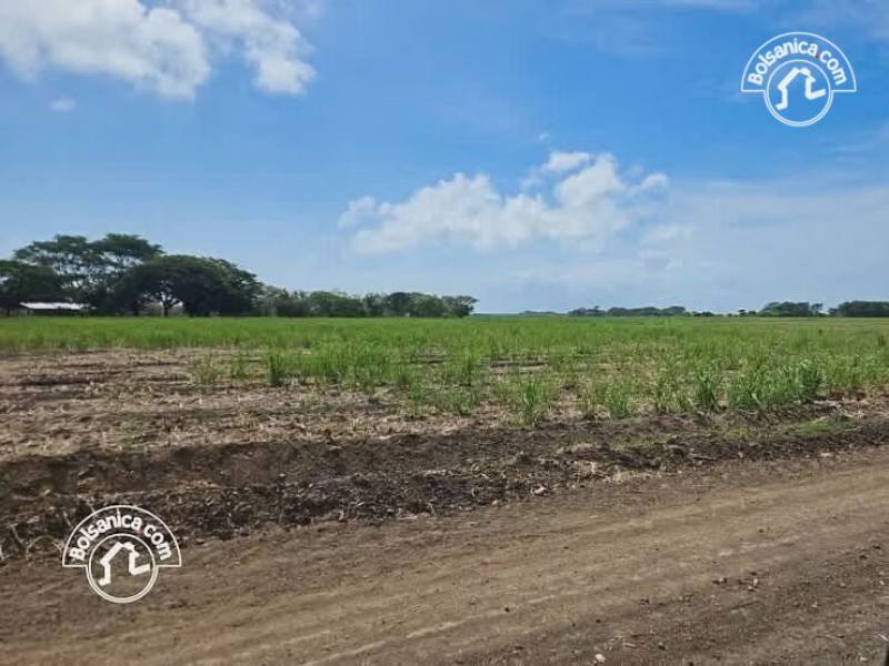 Venta de Finca Caña en Producción 260 Manzanas