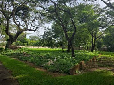 Terreno en venta en Santo Domingo, Managua – US$ 270,000