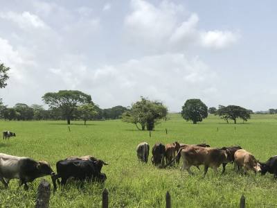 Finca en venta en Matagalpa