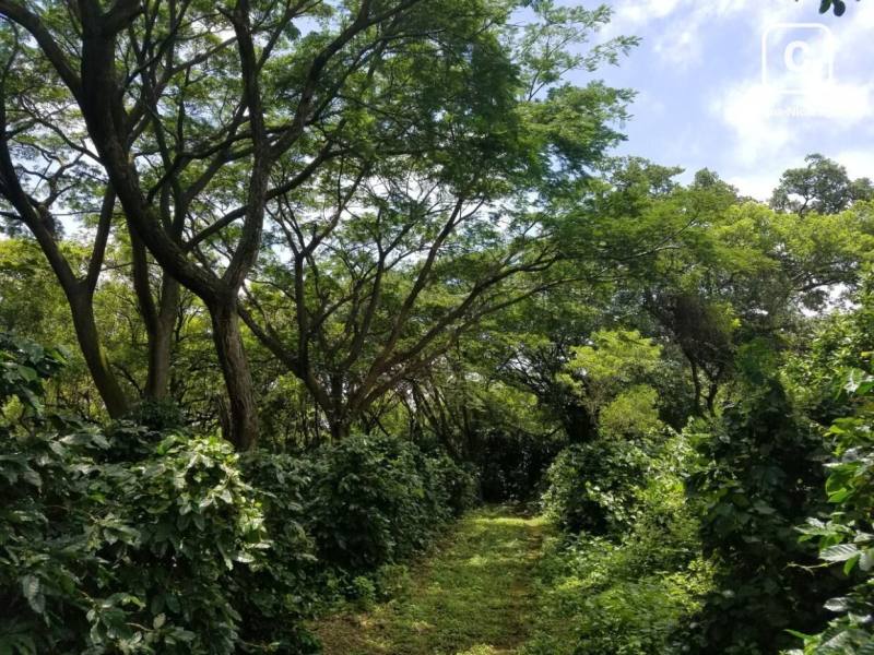Terreno en venta en Diriamba, Carazo – 50,000 varas²