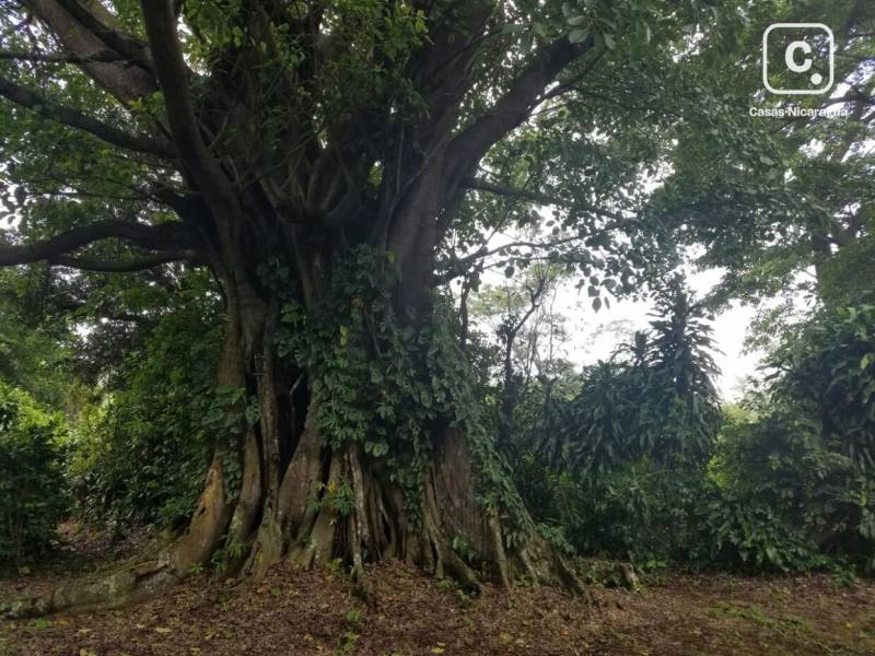 Terreno en venta en Diriamba, Carazo – 50,000 varas²
