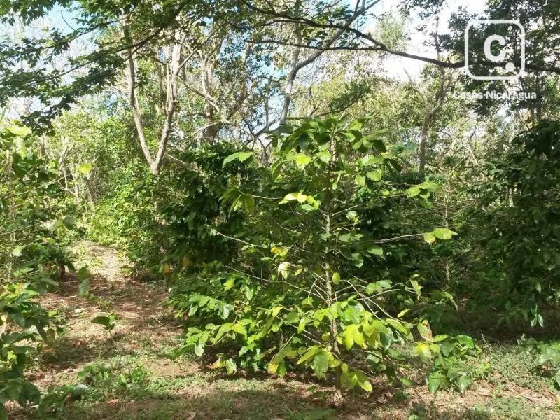 Finca en venta en San Marcos, Carazo – 50,000 varas²