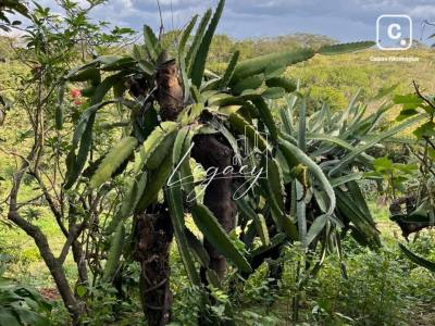 Finca en venta en Carretera Sur, Managua – 20,000 varas²