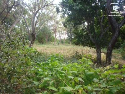 Terreno en venta en Santo Domingo, Managua – 60,000 varas²