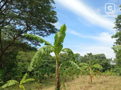 Finca en venta en Tola, Rivas – 3,578 varas²