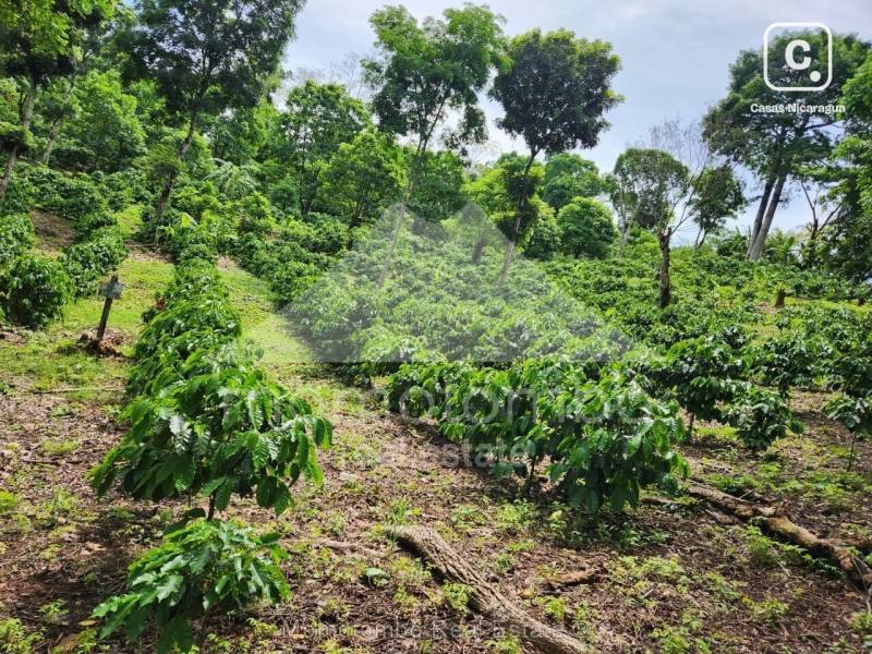 Finca en venta en El Tuma-La Dalia, Matagalpa – 2,600,000 varas²