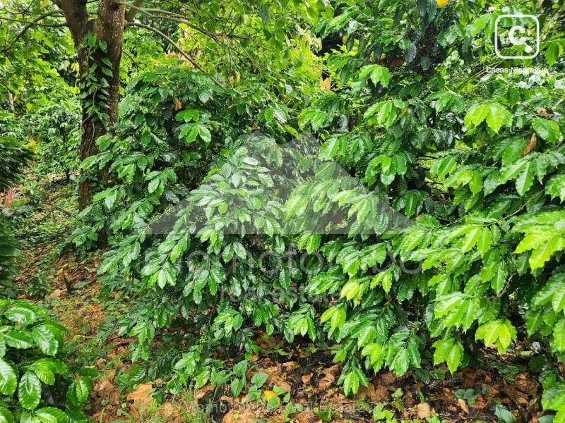 Finca en venta en El Tuma-La Dalia, Matagalpa – 2,600,000 varas²