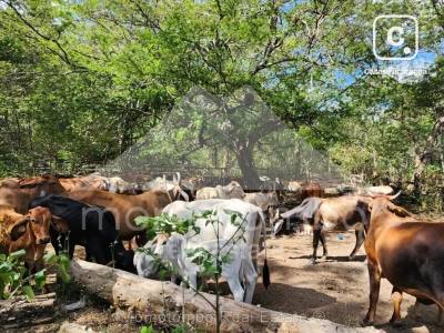 Finca en venta en Belén, Rivas – 1,760,000 varas²