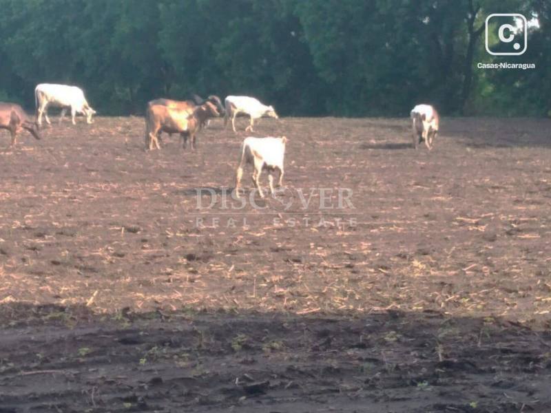 Finca en venta en León – 700,000 varas²