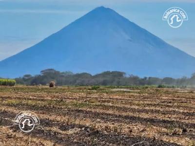 Venta de Finca Caña en Producción 260 Manzanas