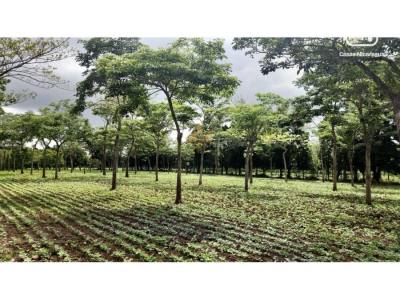 Finca en venta en Masatepe, Masaya – 84 hectáreas