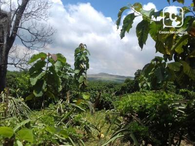Finca en venta en La Concepción, La Concha – 4 hab, 500 m²