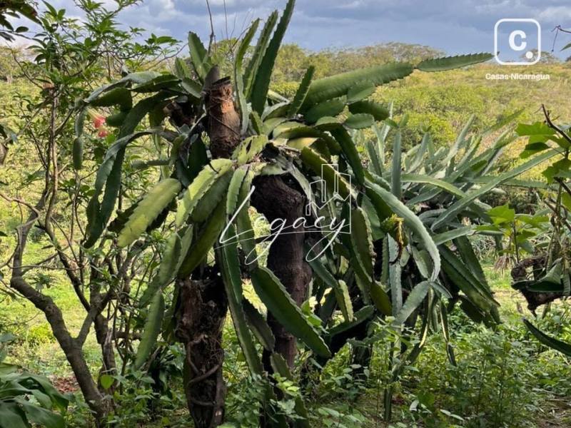 Finca en venta en Carretera Sur, Managua – 20,000 varas²
