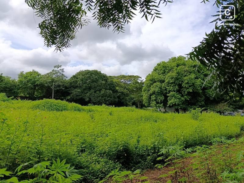 Casa en alquiler en Carretera Masaya, Managua – 7,050 m²
