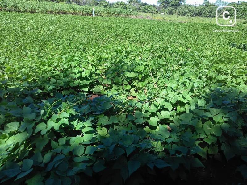 Terreno en alquiler en Managua – 7,056 m²